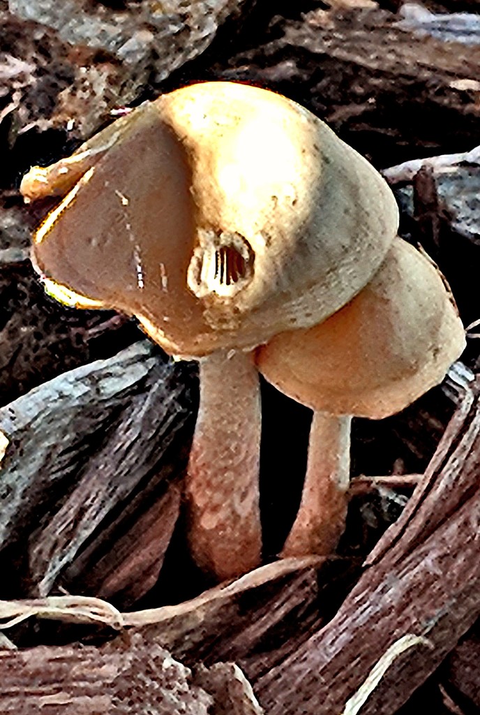 Parkus Fungi by photogypsy