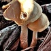 Parkus Fungi by photogypsy
