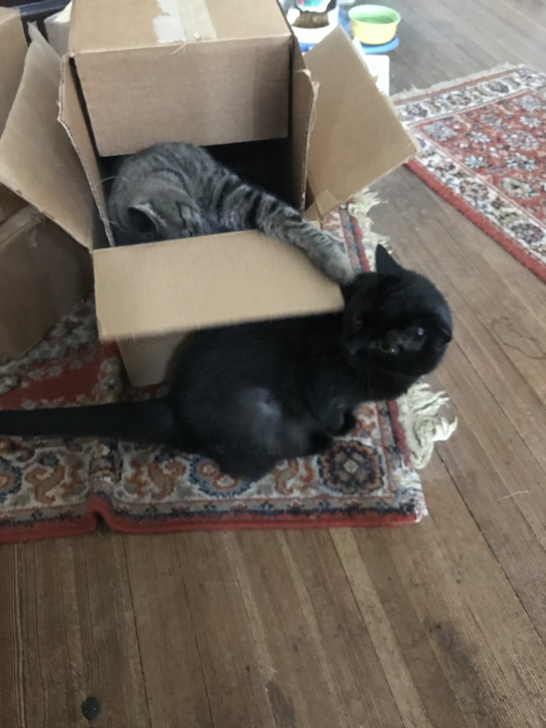 Kitty trap by tatra