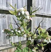 3rd May 2018 - Blueberry flowers...