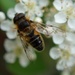 bee and blossom by quietpurplehaze