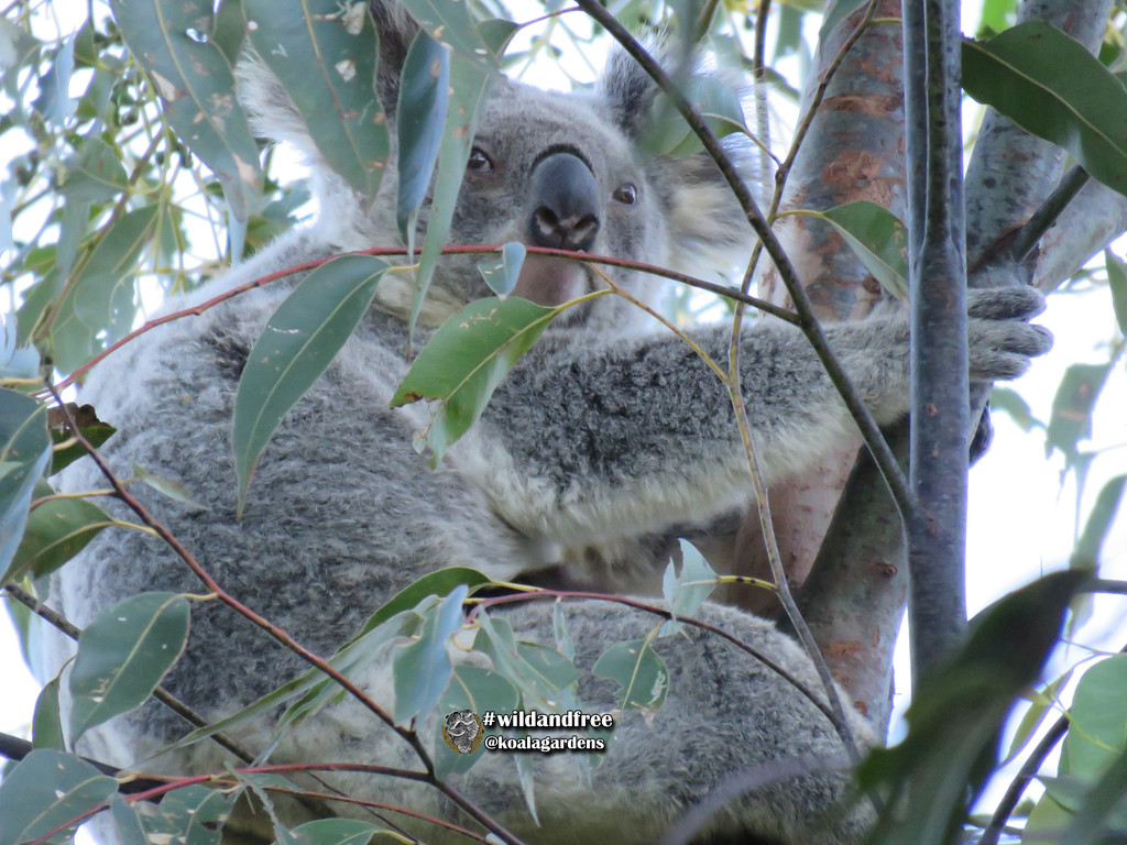 found ya by koalagardens