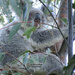 found ya by koalagardens