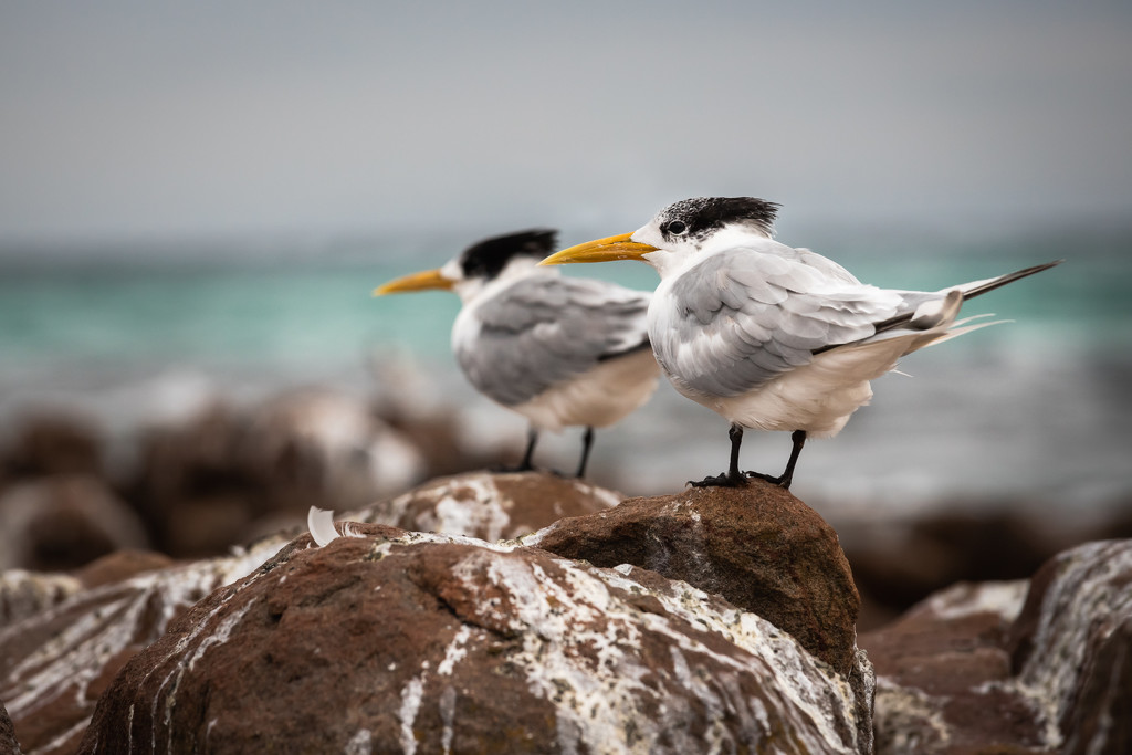Terns by jodies