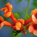 Trumpet or hummingbird vine by congaree