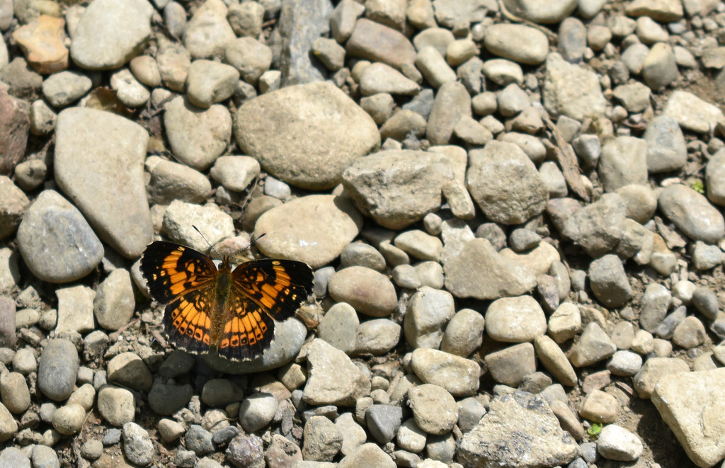 Butterfly on the Rocks by alophoto