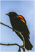 4th Jun 2018 - red-winged blackbird