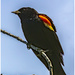 red-winged blackbird by jernst1779