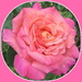 Fragrant pink rose from St. Charles Church Garden. by grace55