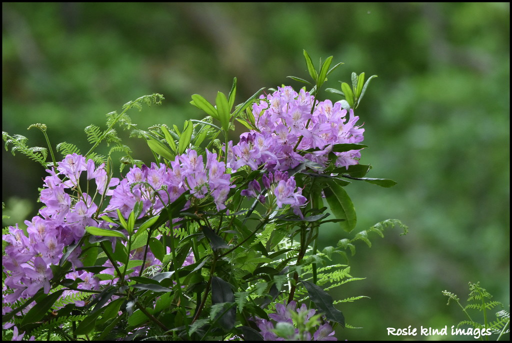 Rhododendrons at the RSPB by rosiekind