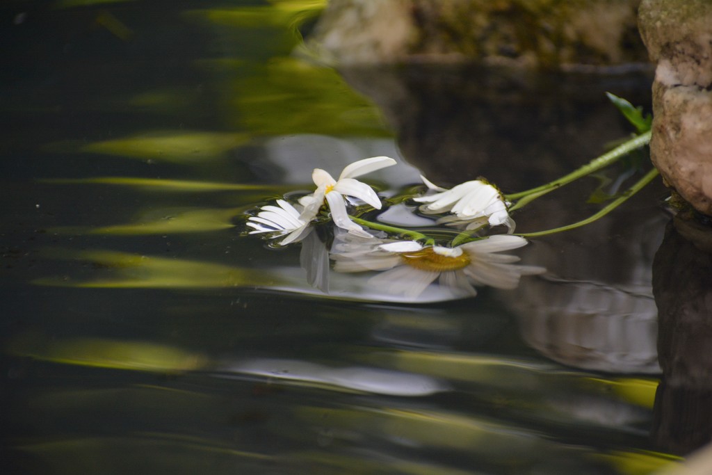 Submerged daisies..... by ziggy77