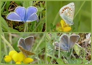 30th May 2018 - Common Blue Butterfly