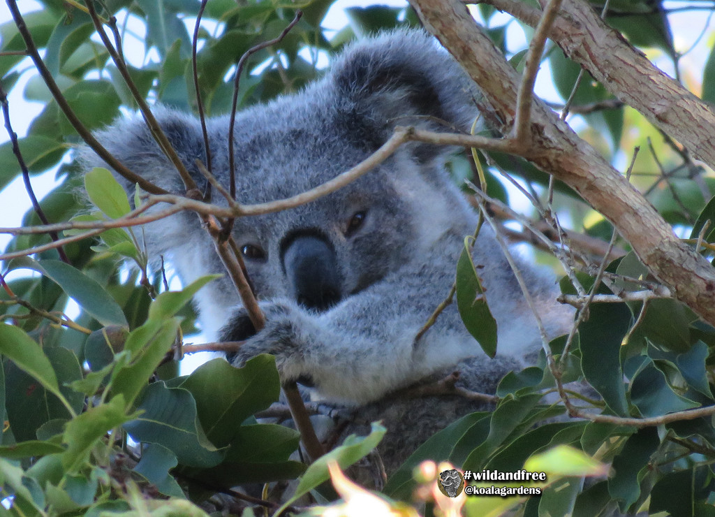 snug on high by koalagardens