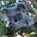 snug on high by koalagardens
