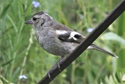 10th May 2018 - Chaffinch