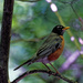 American Robin on a branch by rminer