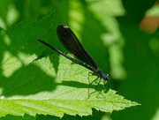 4th Jun 2018 - Ebony Jewelwing Damslefly on a leaf