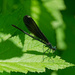 Ebony Jewelwing Damslefly on a leaf by rminer