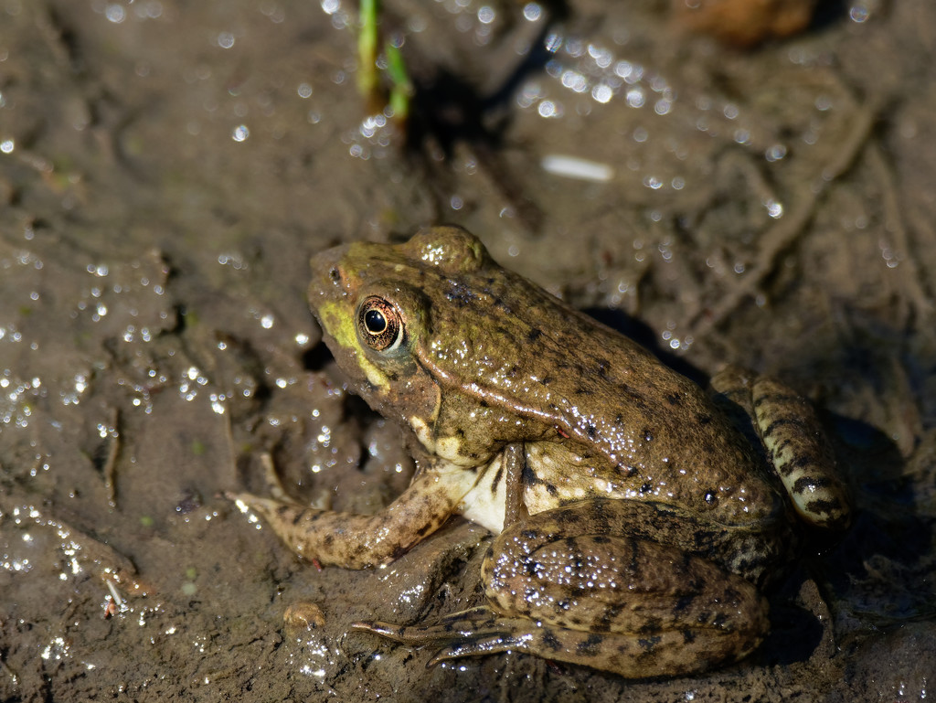 Green Frog in the mud by rminer