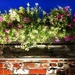 Wall Flowers by yogiw