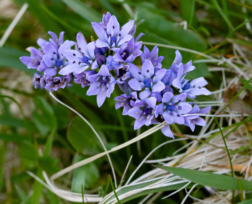 Squill by lifeat60degrees
