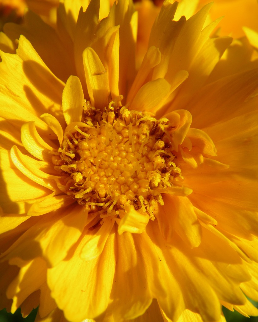 June 4: Coreopsis by daisymiller