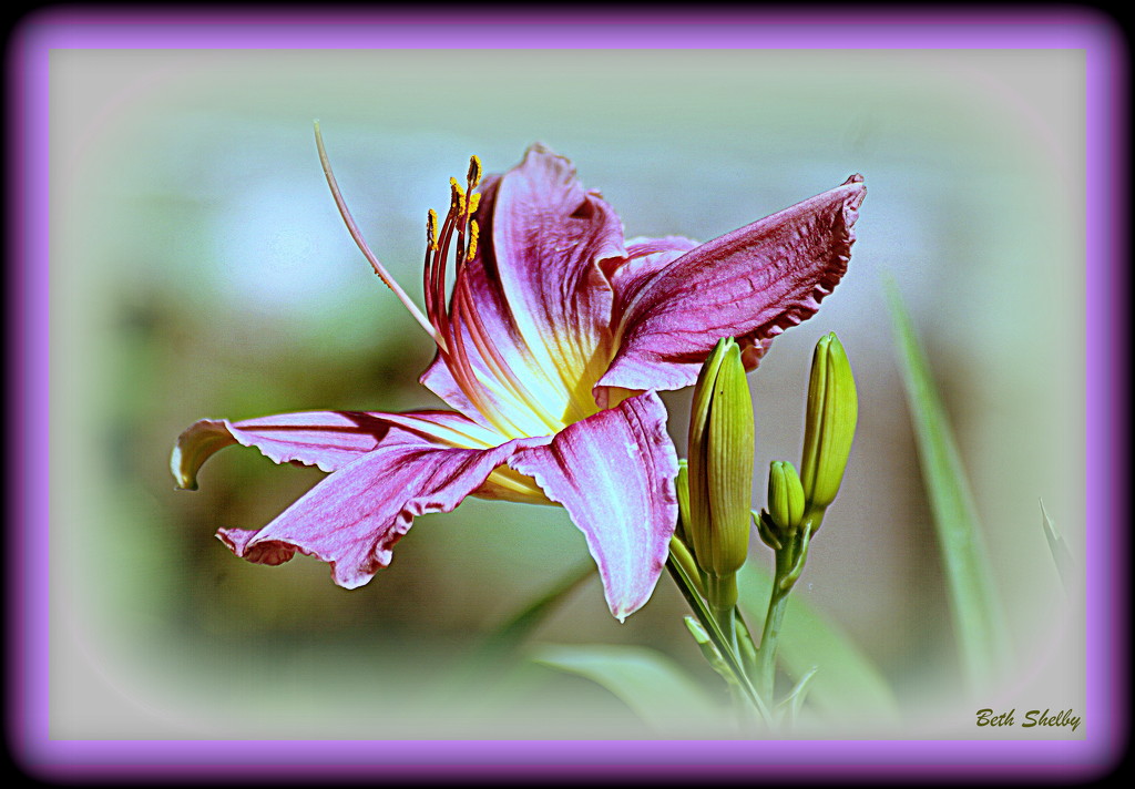 Purple Day Lily by vernabeth