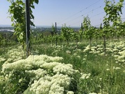 31st May 2018 - Flowers in the vineyard. 
