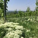 Flowers in the vineyard.  by cocobella