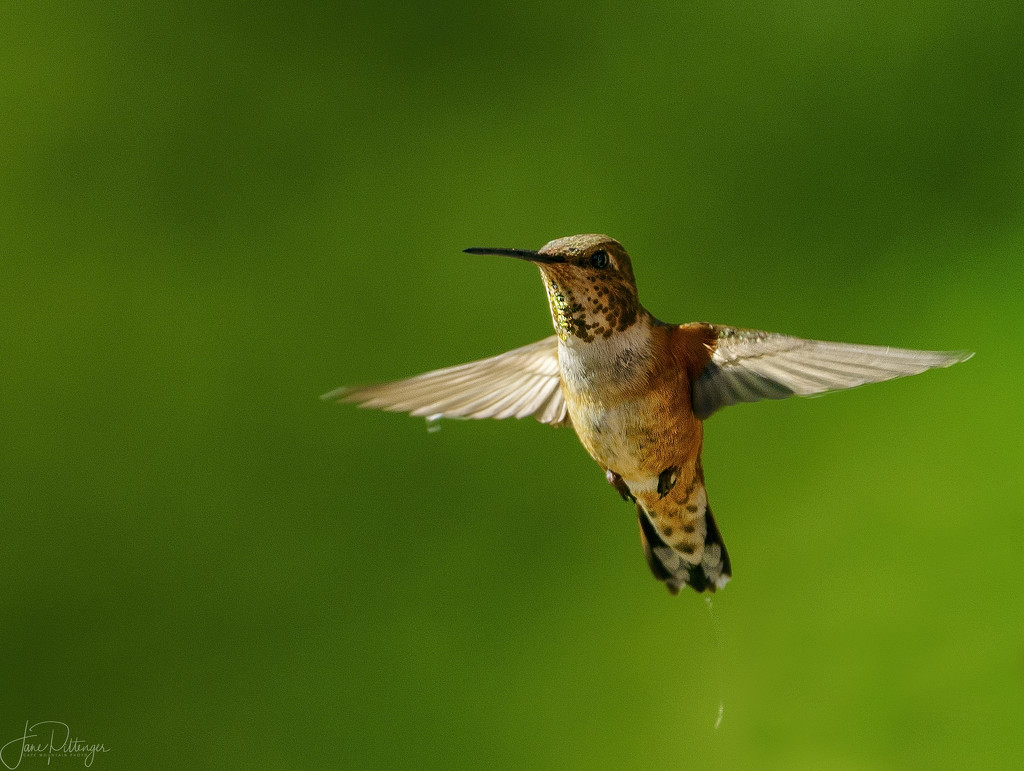 Rufous Hover and Pee  by jgpittenger
