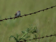4th Jun 2018 - bird on a (barbed) wire