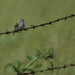 bird on a (barbed) wire by francoise