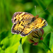 Pearl Crescent Butterfly by rminer
