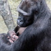 3 Day Old Baby Gorilla by randy23