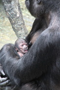 4th Jun 2018 - 3 Day Old Baby Gorilla