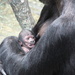 3 Day Old Baby Gorilla by randy23