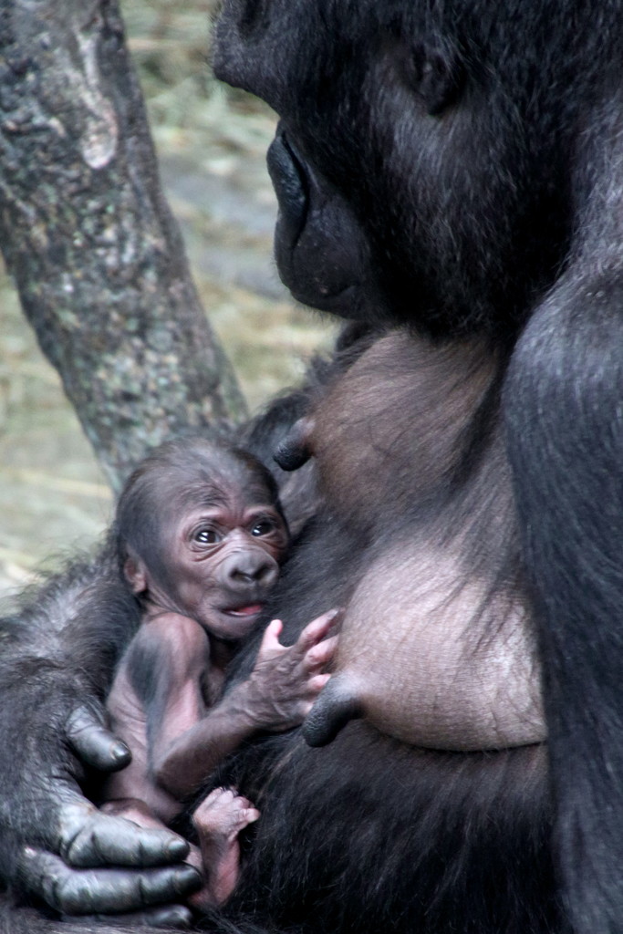 A 3 Day Old Baby Gorilla by randy23