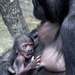 A 3 Day Old Baby Gorilla by randy23