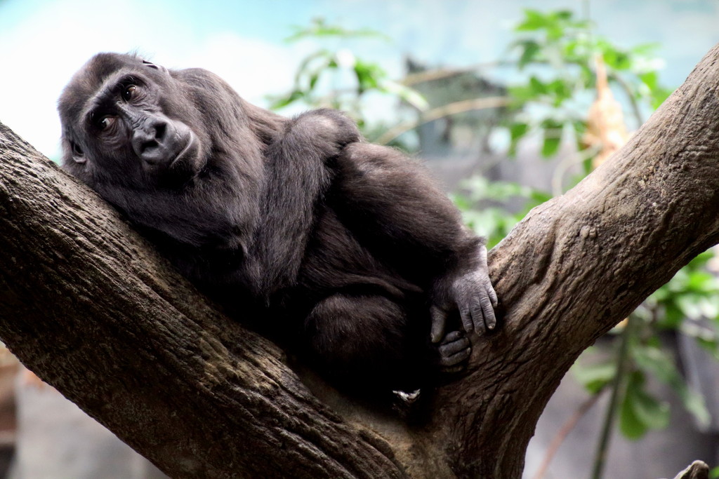Resting Gorilla by randy23