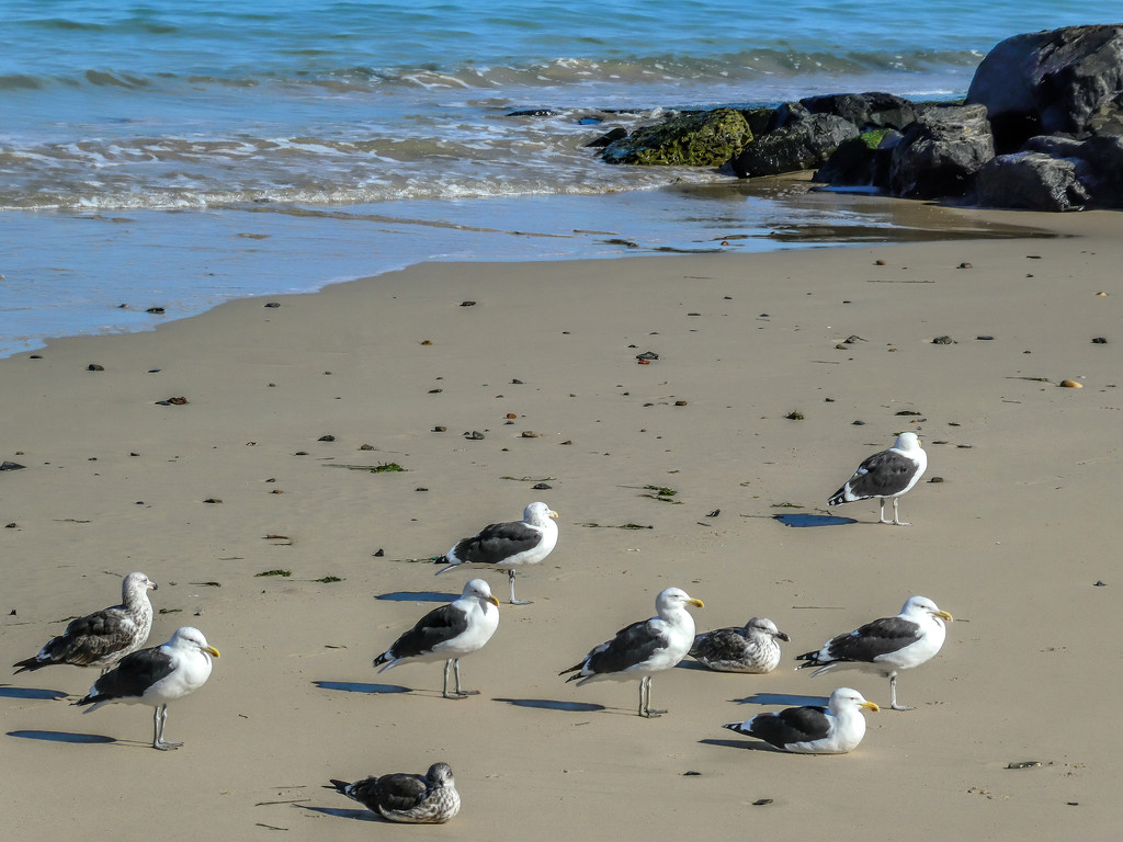 Gulls enjoying the sunshine by ludwigsdiana