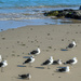 Gulls enjoying the sunshine by ludwigsdiana