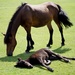mare feeding, foal sleeping by quietpurplehaze