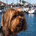 YOTD Monday: Max at the Marina by seacreature