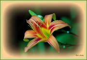 3rd Jun 2018 - Another Day Lily