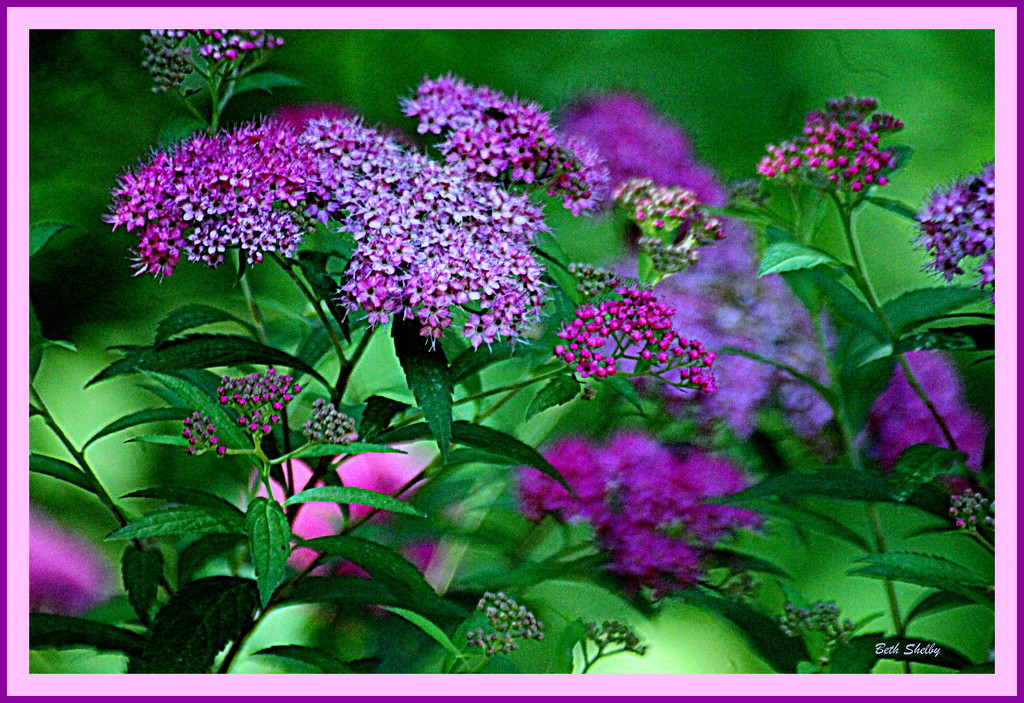 Pretty Purples by vernabeth
