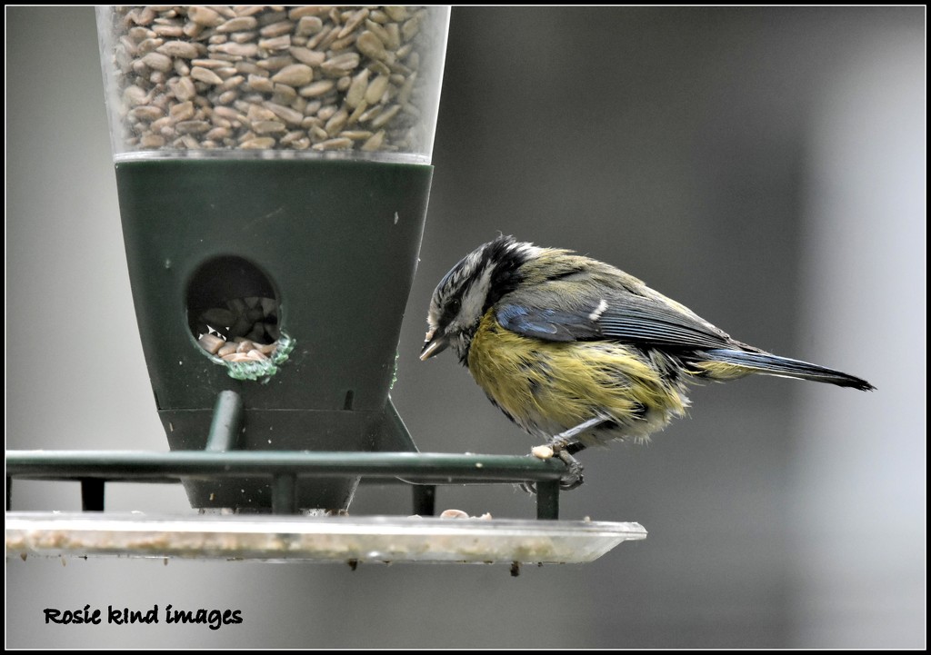 Young blue tit by rosiekind