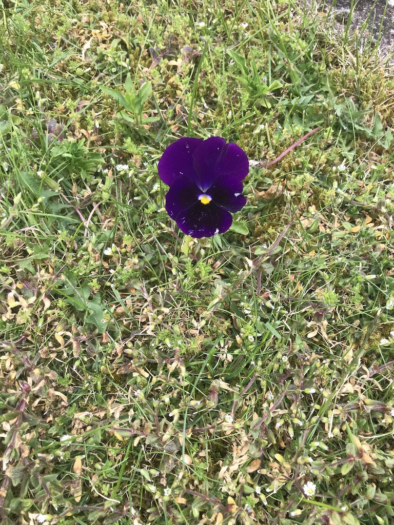The Annual Lone Pansy by elainepenney