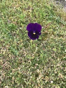 31st May 2018 - The Annual Lone Pansy