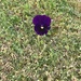 The Annual Lone Pansy by elainepenney