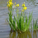irises by arthurclark